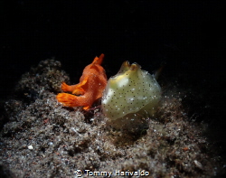 this is another photo of nudi & frogfish, stay together, ... by Tommy Harivaldo 